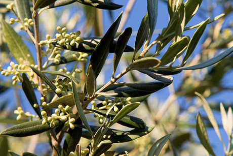 Traditional Alentejano olive groves 