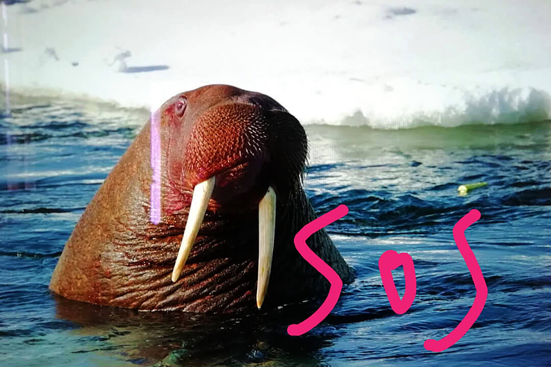 Iberoamerican Project - SOS walrus